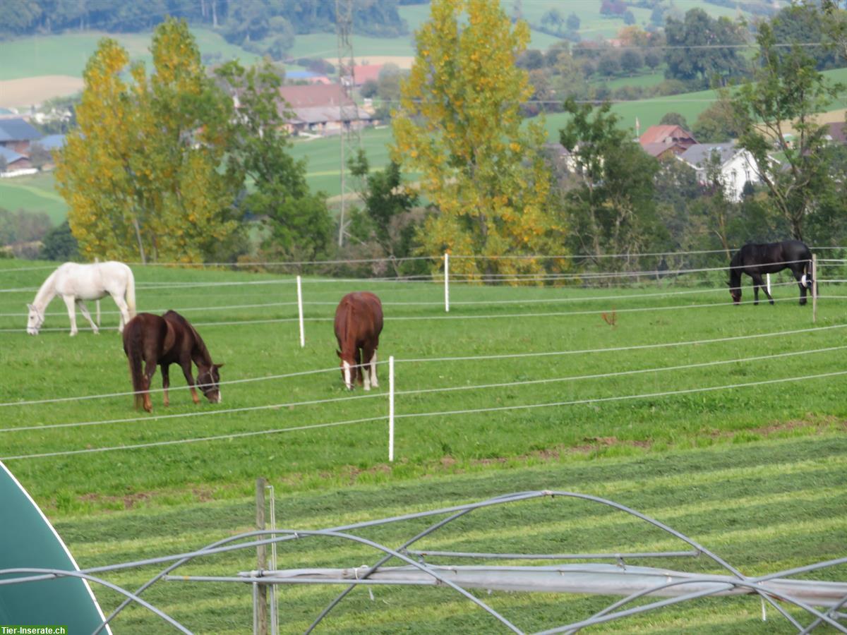 Bild 5: 1 bis 3 Auslaufboxen zu vermieten in Pferdepension in Ruswil LU