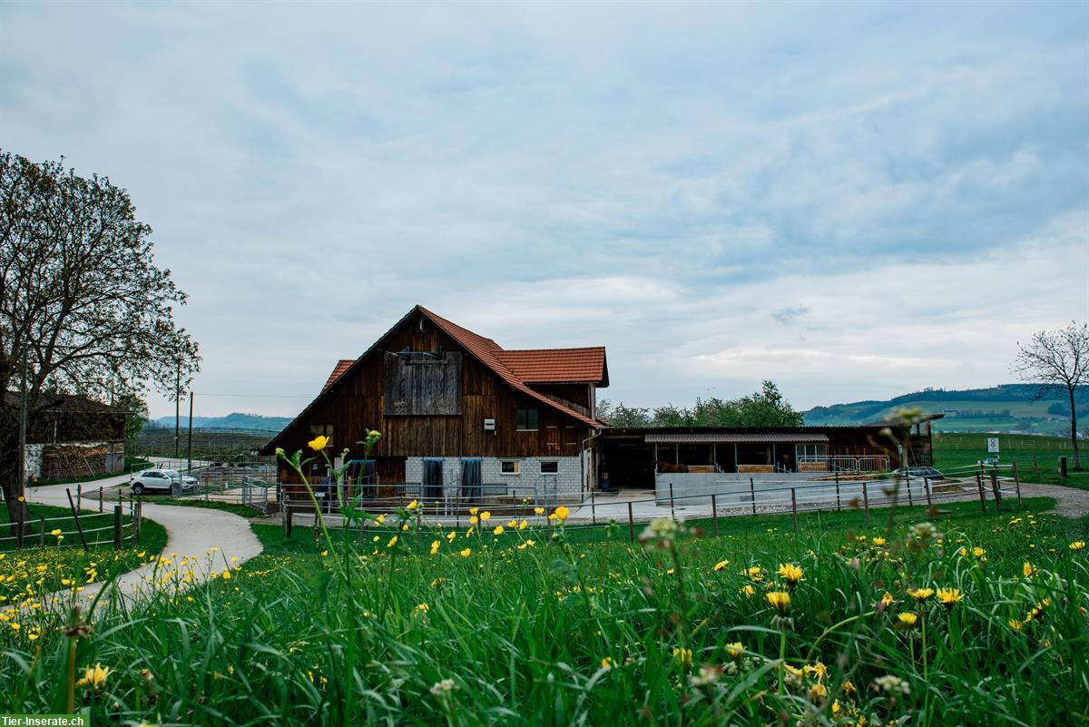 Bild 6: 1 bis 3 Auslaufboxen zu vermieten in Pferdepension in Ruswil LU