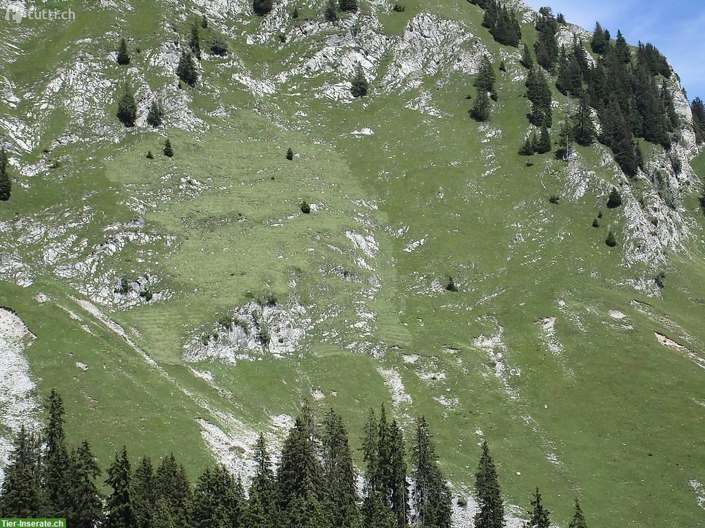 Bild 4: Heu aus Bergkräutern in Kleinballen zu verkaufen