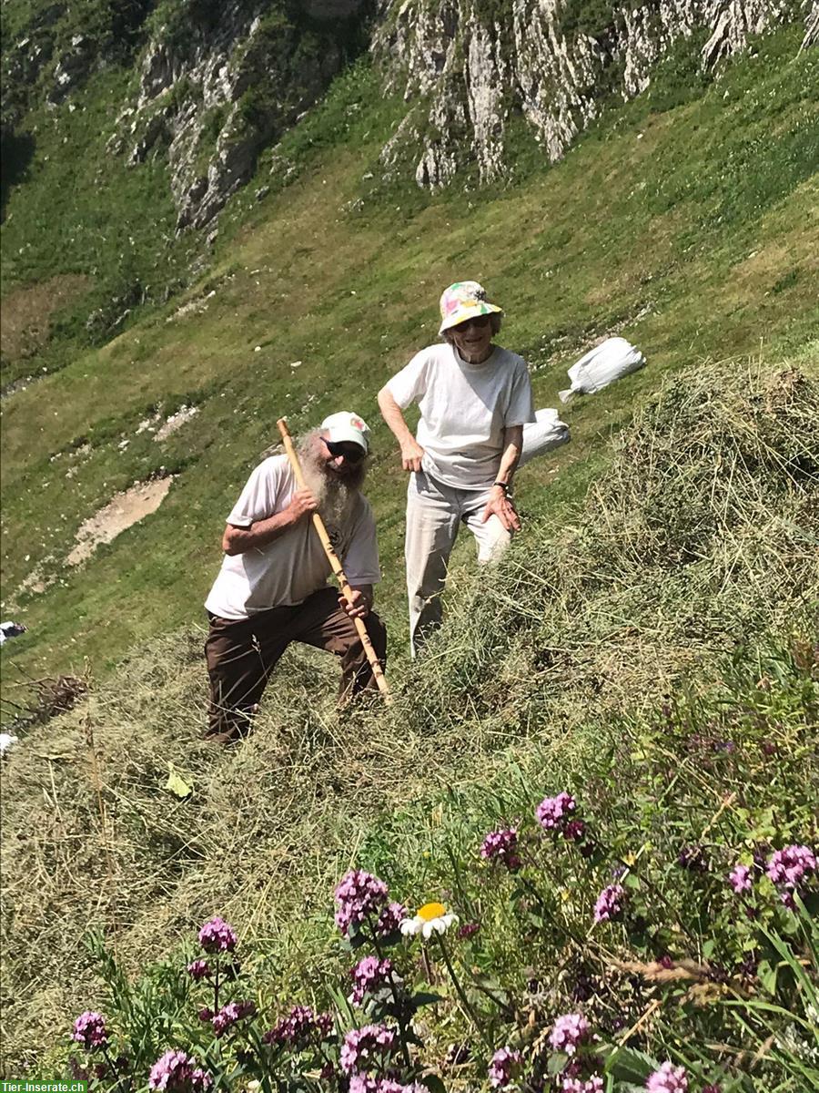 Bild 5: Heu aus Bergkräutern in Kleinballen zu verkaufen