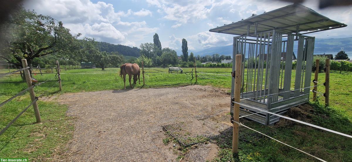 Bild 10: Pferde Platz in kleinem Aktivstall, tolle Aussicht auf den Zürisee