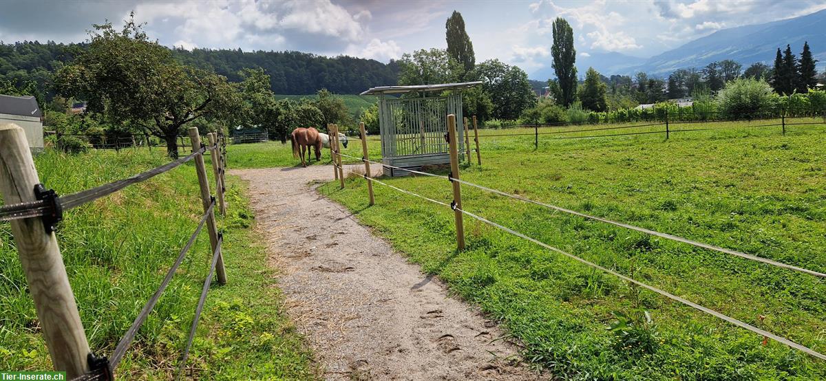 Bild 7: Pferde Platz in kleinem Aktivstall, tolle Aussicht auf den Zürisee