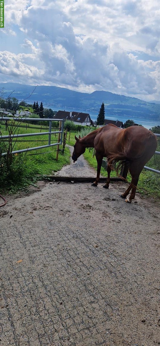 Bild 8: Pferde Platz in kleinem Aktivstall, tolle Aussicht auf den Zürisee