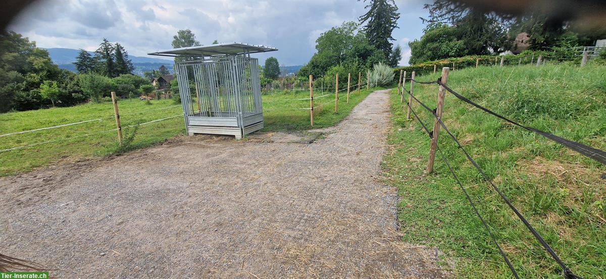 Bild 9: Pferde Platz in kleinem Aktivstall, tolle Aussicht auf den Zürisee