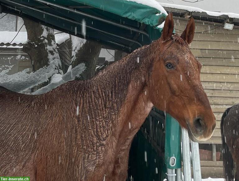 Bild 4: Reitbeteiligung gesucht für Warmblut Stute bei Schötz LU