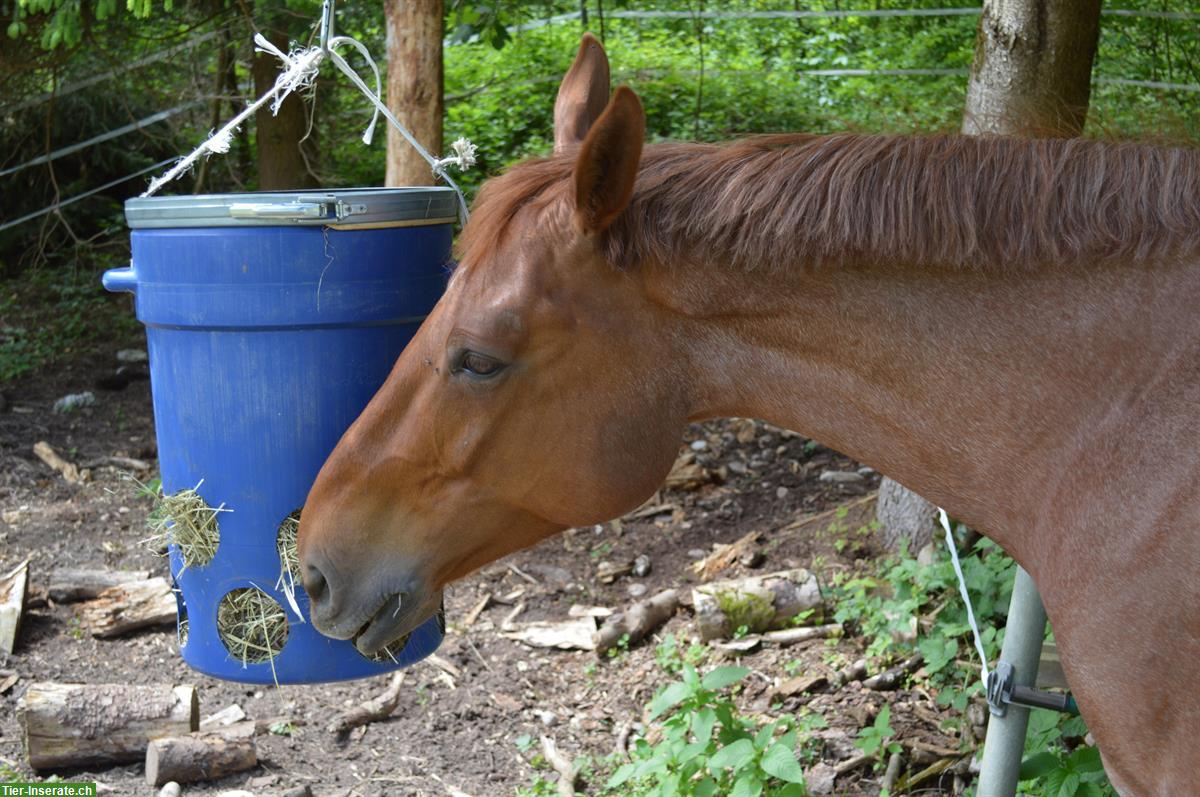 Bild 5: Reitbeteiligung gesucht für Warmblut Stute bei Schötz LU