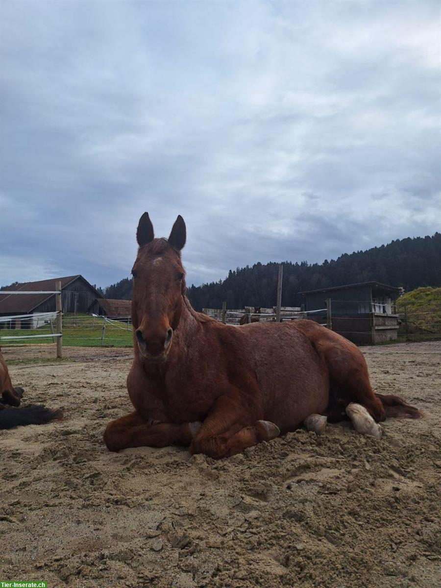 Bild 6: Reitbeteiligung gesucht für Warmblut Stute bei Schötz LU