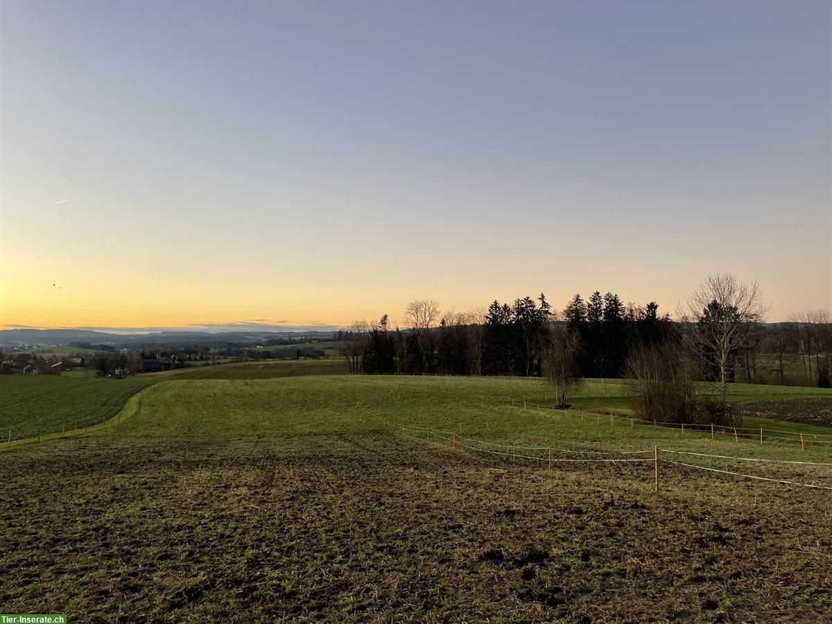 Bild 5: Platz für Islandpferde im Offenstall in Ottoberg TG