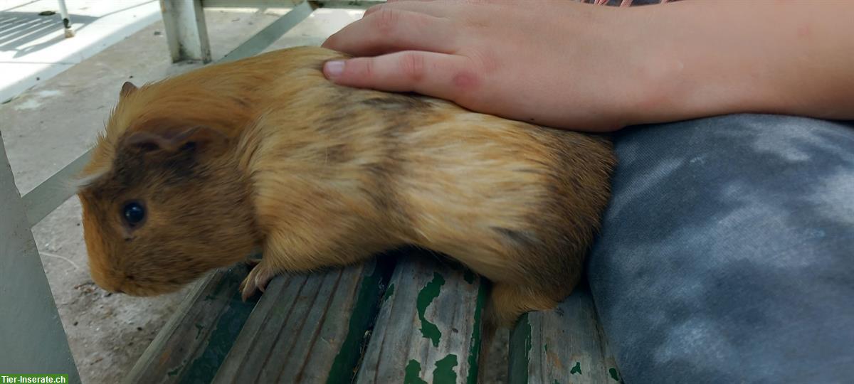 Bild 3: Junge Meerschweinchen abzugeben