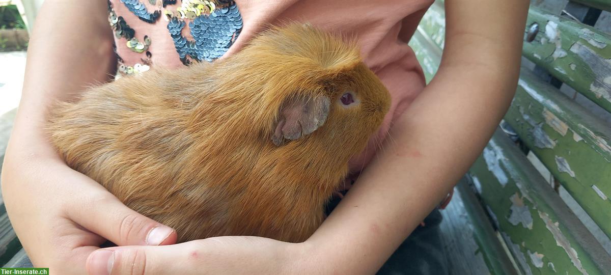 Bild 4: Junge Meerschweinchen abzugeben