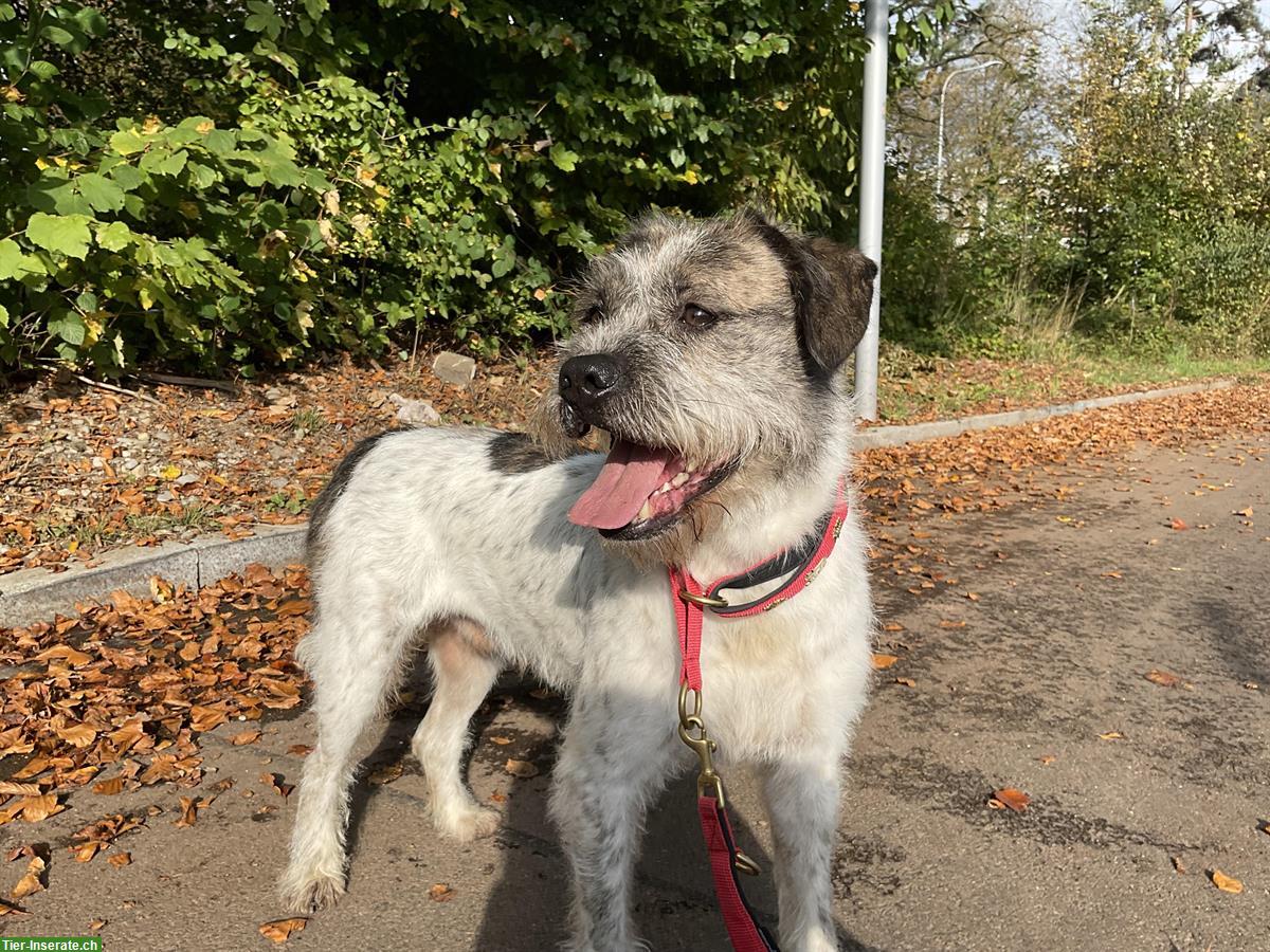 Bild 10: Terrier Mischling Igor, hübscher aktiver Rüde