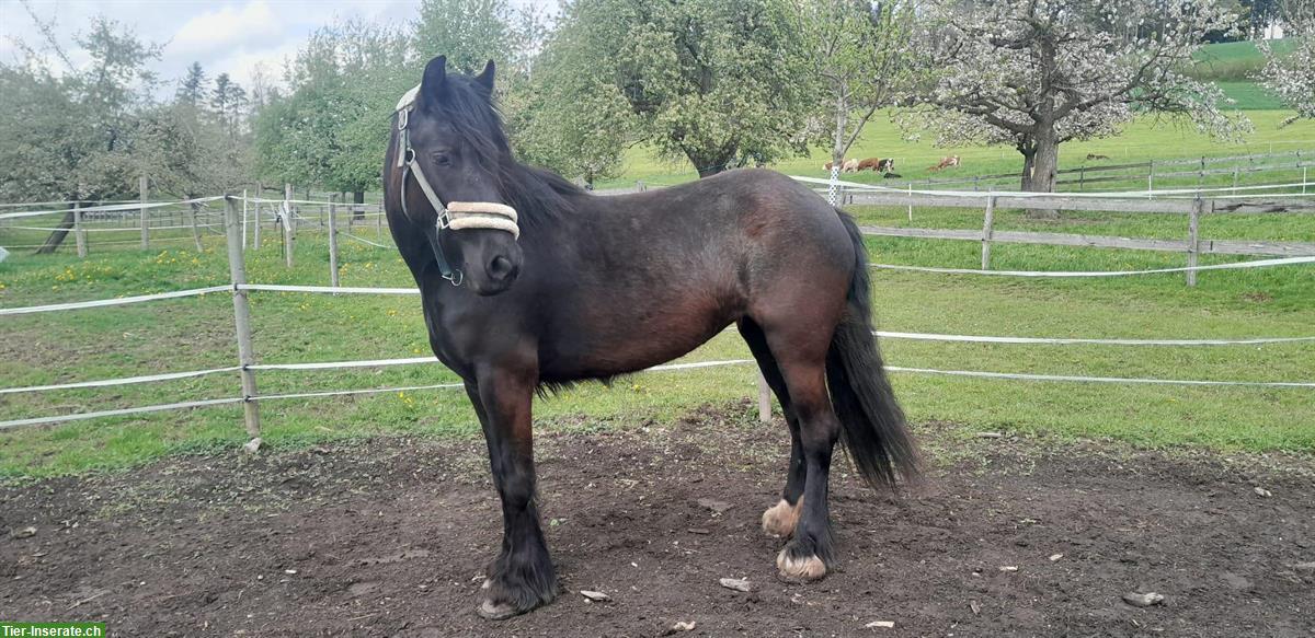 Bild 2: Dales Pony sucht ein schönes Zuhause