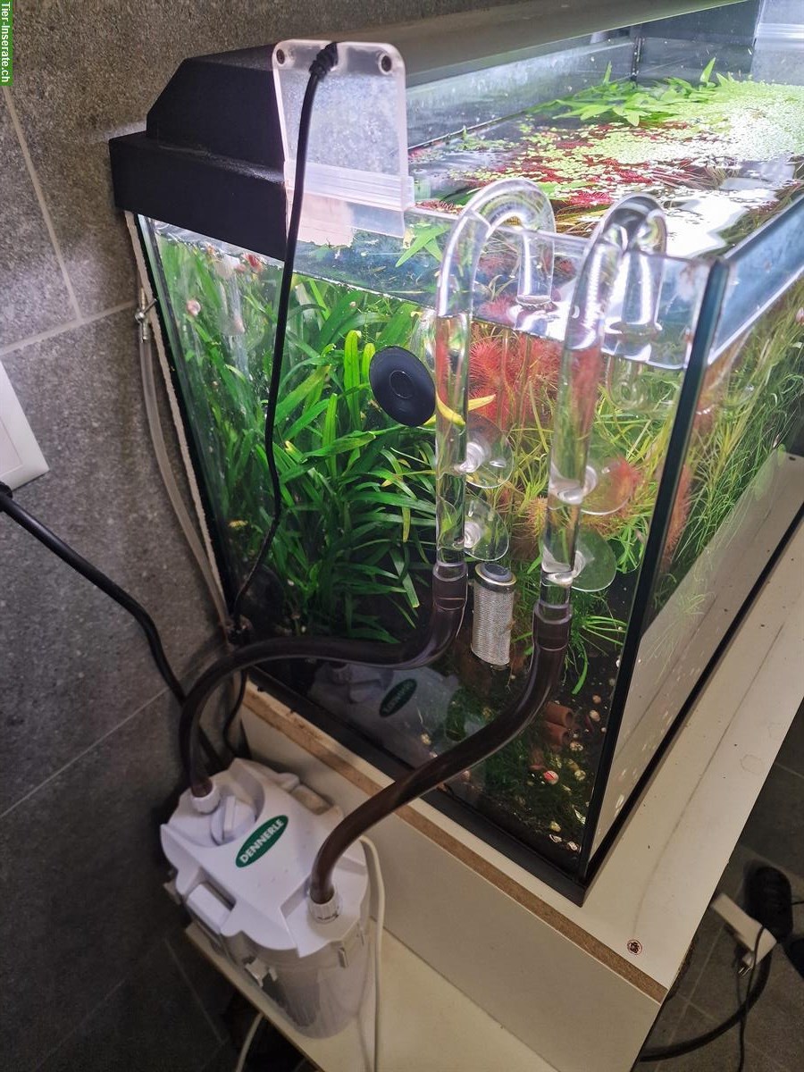 Bild 8: Komplette Aquarienanlage (Aquascaping) zu verkaufen