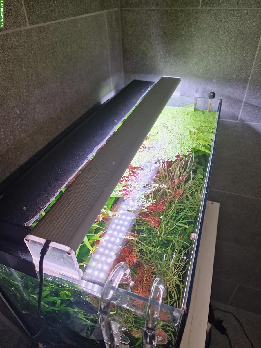 Bild 9: Komplette Aquarienanlage (Aquascaping) zu verkaufen