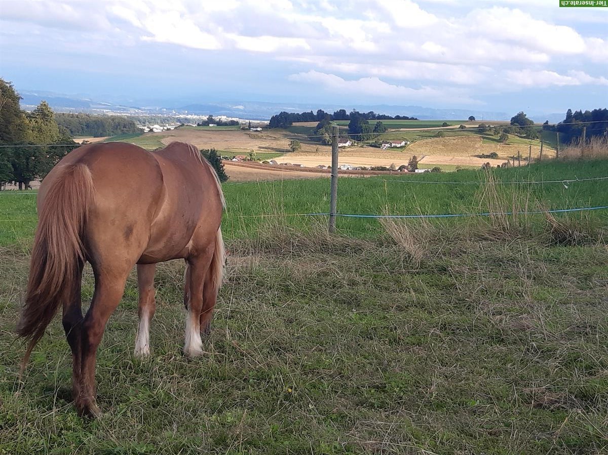 Ranch-Reitferien für Erwachsene 2024