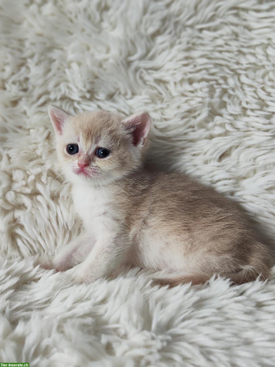 Bild 3: Reinrassige BKH Kitten mit Stammbaum, noch 3 Weibchen