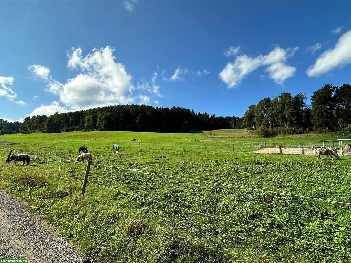 Bild 3: Pensionsstall Lärchenhof im schönen Zürcher Oberland