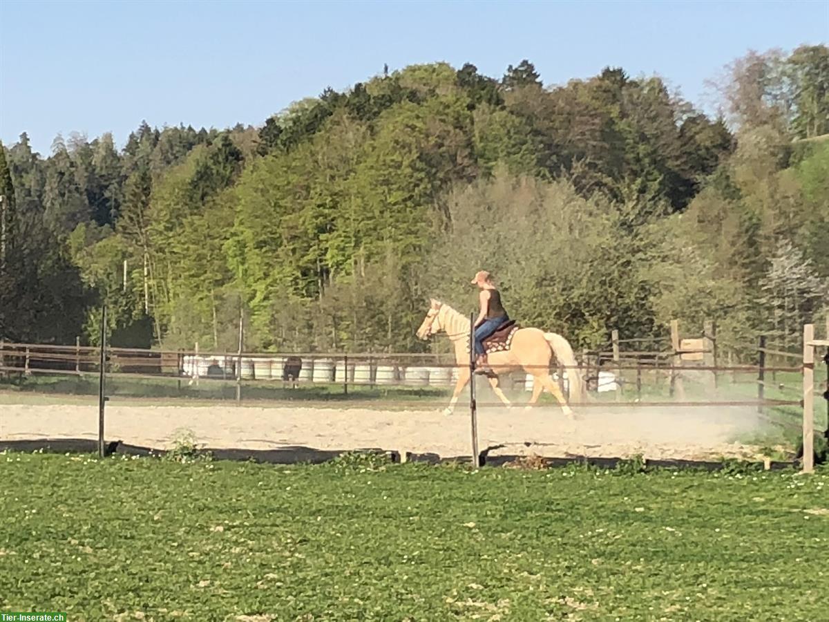 Bild 5: Offenstallplatz für Shetland Pony, Bolligen BE