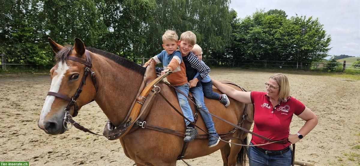 Bild 4: Reitbeteiligung für Fribistute, Kanton Bern