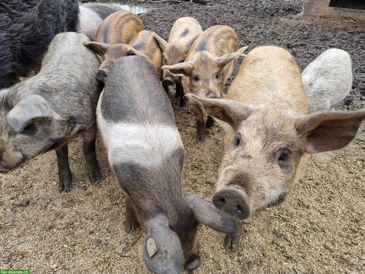 Bild 3: Absetzferkel - Wollschweine × Duroc × Turopolie