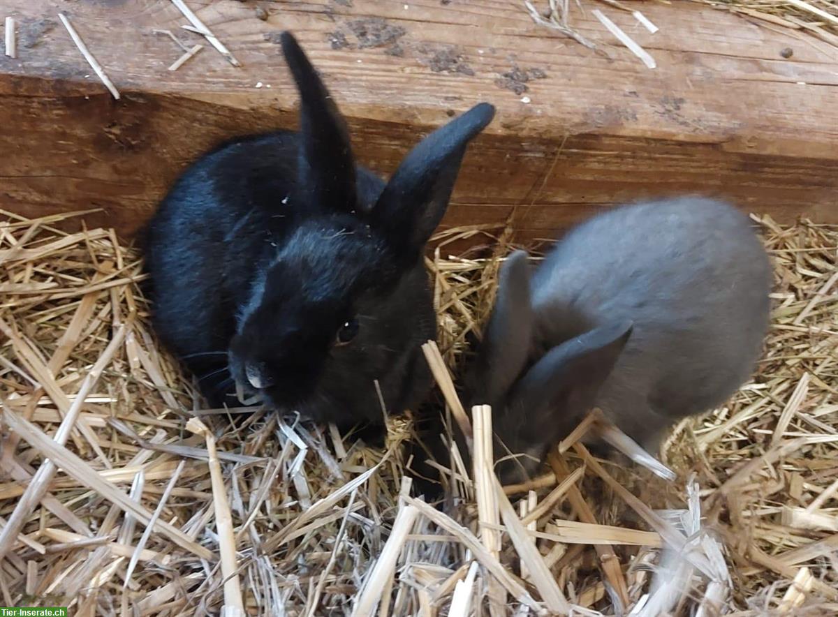 Bild 2: Junge Kaninchen von der Frohburg