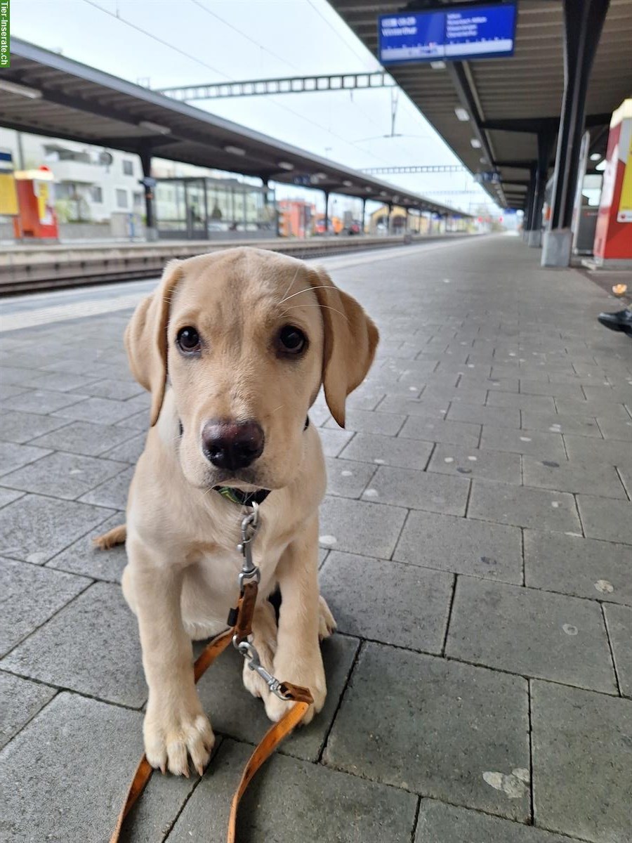 Bild 3: Vom Welpen zum Junghund - begleiten Sie einen Welpen in dieser Zeit