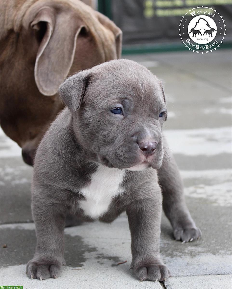 Bild 3: American Bully Welpen, Rüde aus bewilligter CH-Zucht