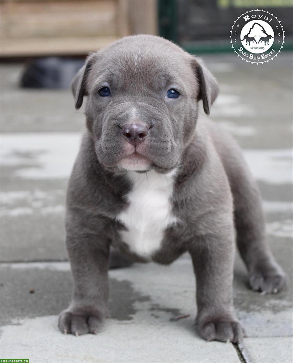 Bild 4: American Bully Welpen, Rüde aus bewilligter CH-Zucht