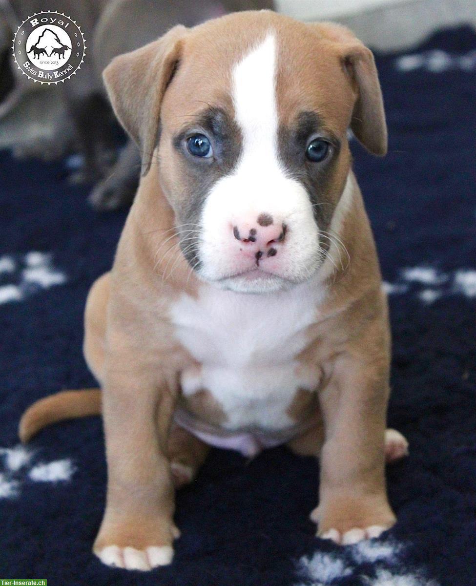 Bild 5: American Bully Welpen aus bewilligter CH-Zucht