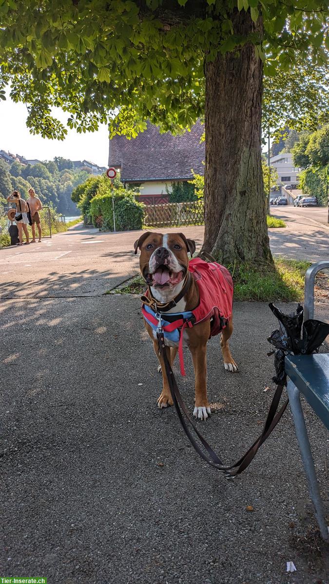 Bild 4: Amstaff Rüde «Pancho» sucht Hundedame für liebevolle Verpaarung!