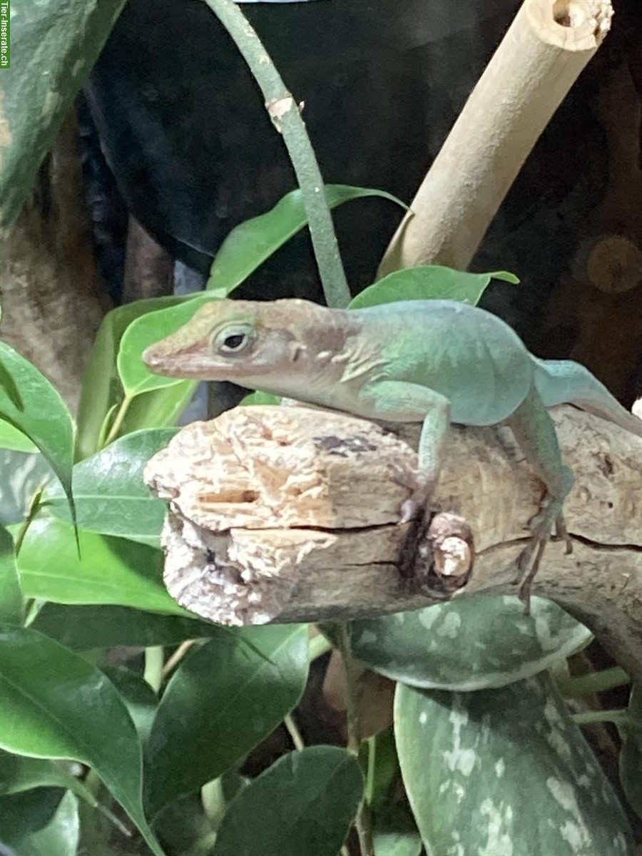 Bild 3: 0.2 Anolis marmoratus marmoratus, Guadeloupe Anolis