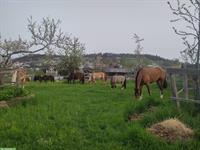 Pferde Offenstall in Horw freie Plätze ab August