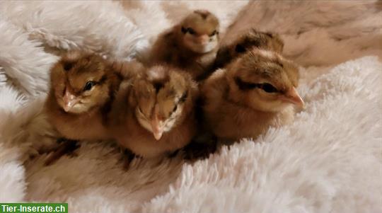 Bruteier Bielefelder Huhn gross zu verkaufen