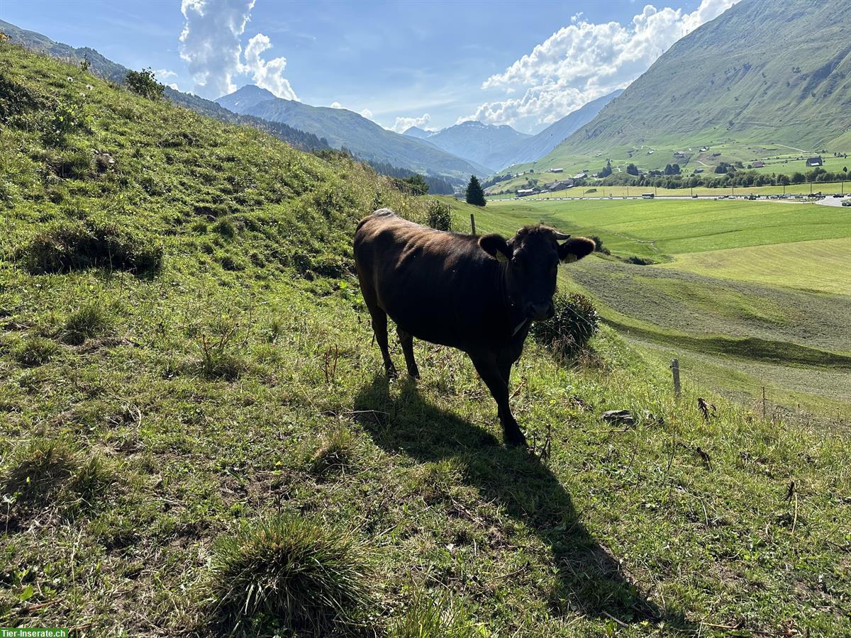 Bild 3: Wagyu Rind tragend zu verkaufen