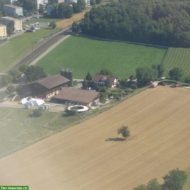 Bild 6: Pferdeboxen zu vermieten in Höri / Bülach, ZH-Unterland