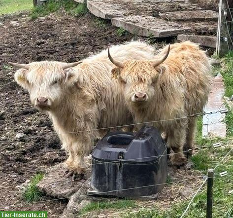 Schottische Hochlandrinder Ladys zu verkaufen