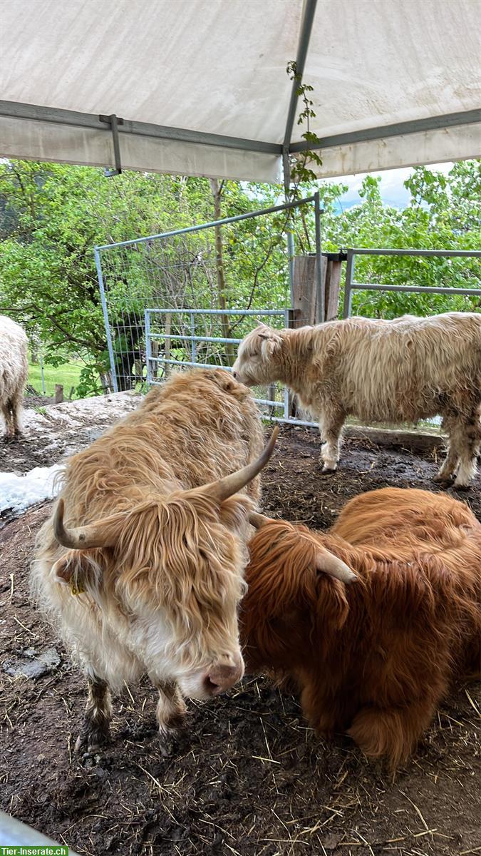 Bild 2: Schottische Hochlandrinder Ladys zu verkaufen