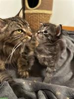 Süsses Maine Coon Kitten suchr ihr für immer zuhause