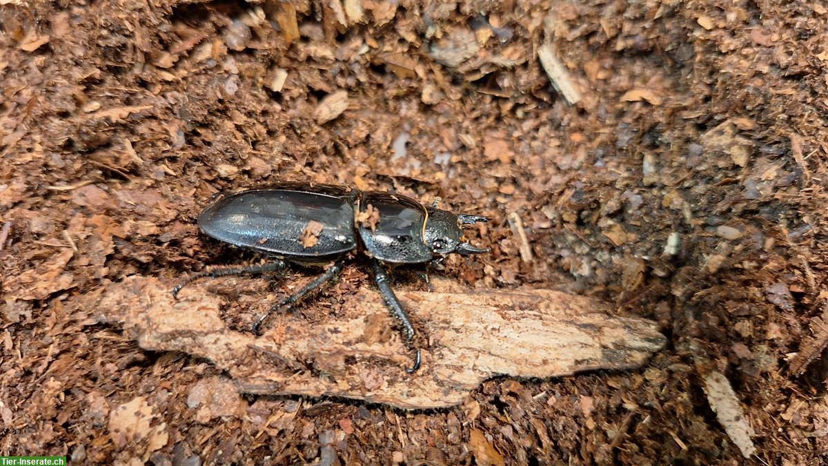 Bild 2: Hirschkäfer, Dorcus titanus castanicolor aus Schweizer Nachzucht