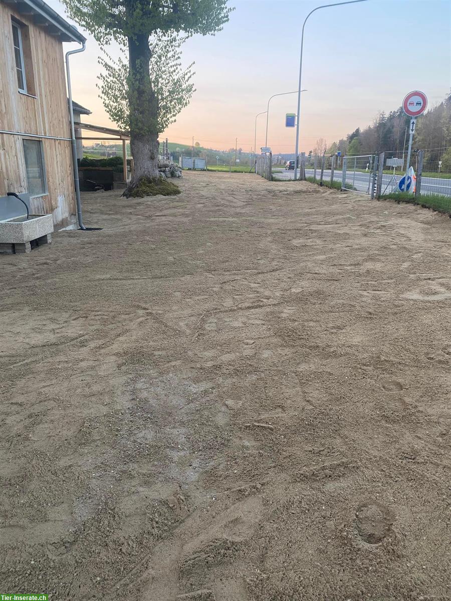 Bild 7: Offenstallplatz in kleiner, stabiler Herde in Huttwil BE