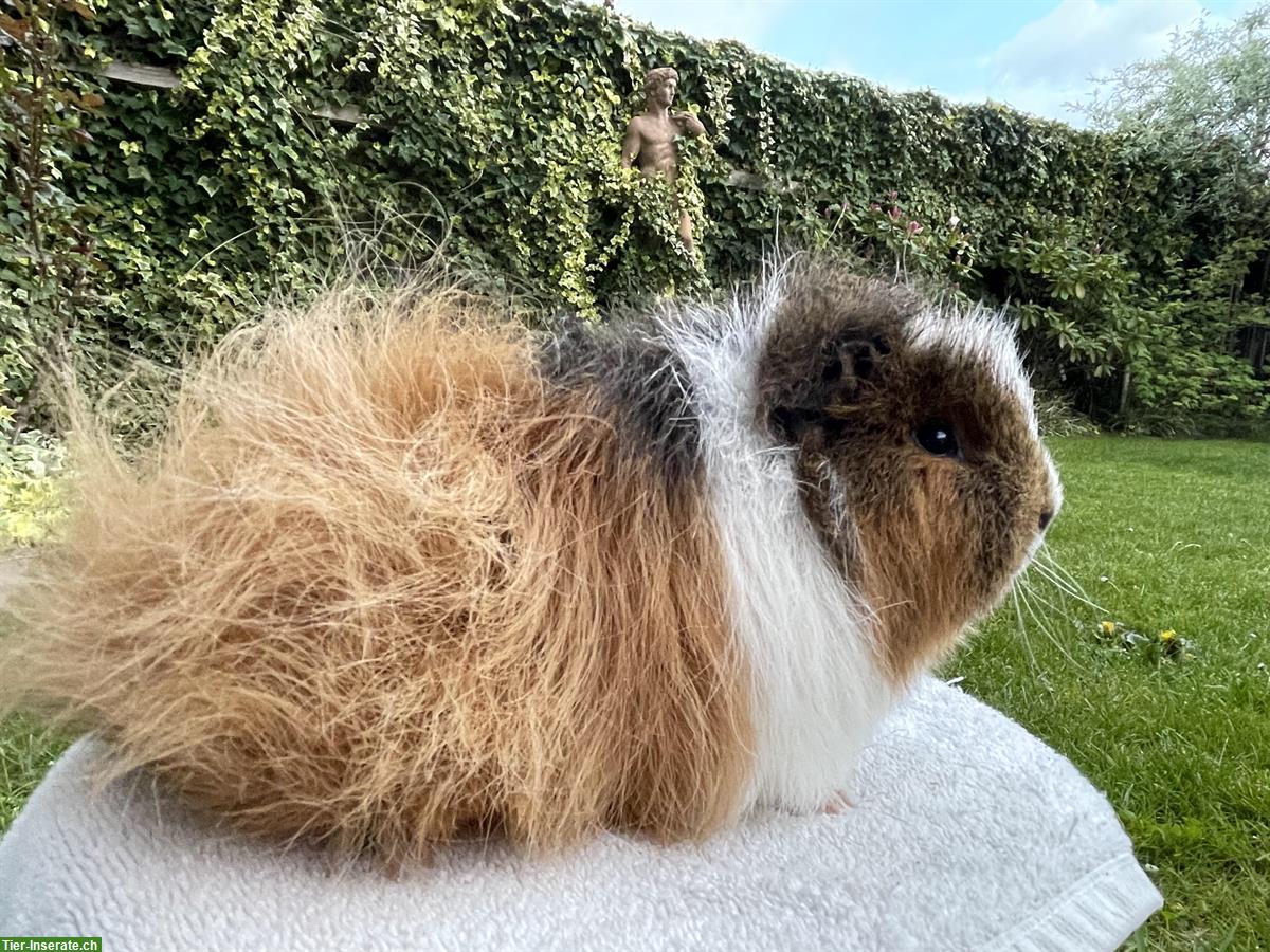 Reines CH Teddy Meerschweinchen in goldagouti-weiss