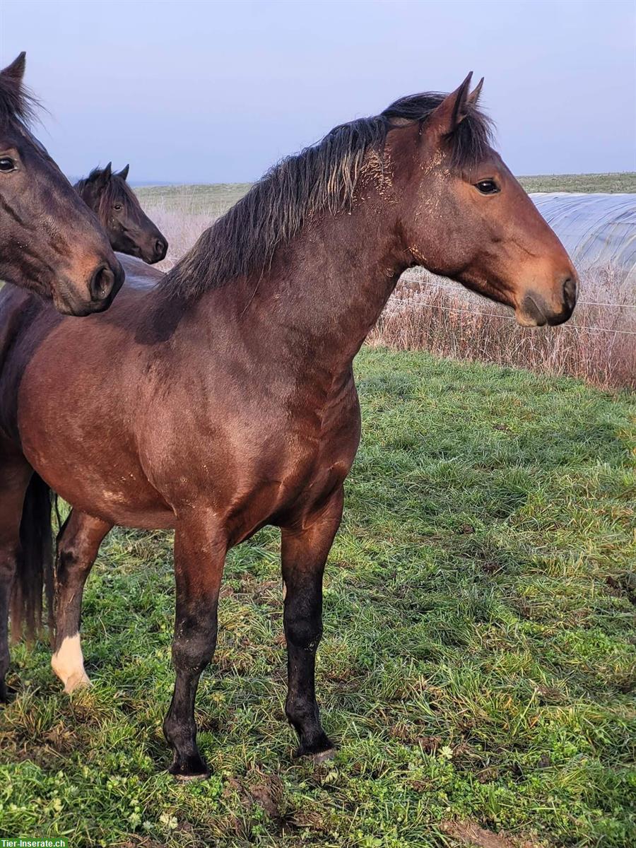 Connemara Pony, 4-jährig sucht neues Zuhause