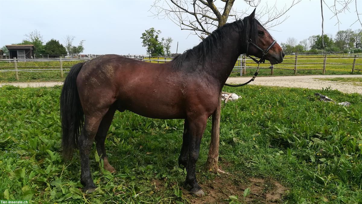 Bild 3: Connemara Pony, 4-jährig sucht neues Zuhause