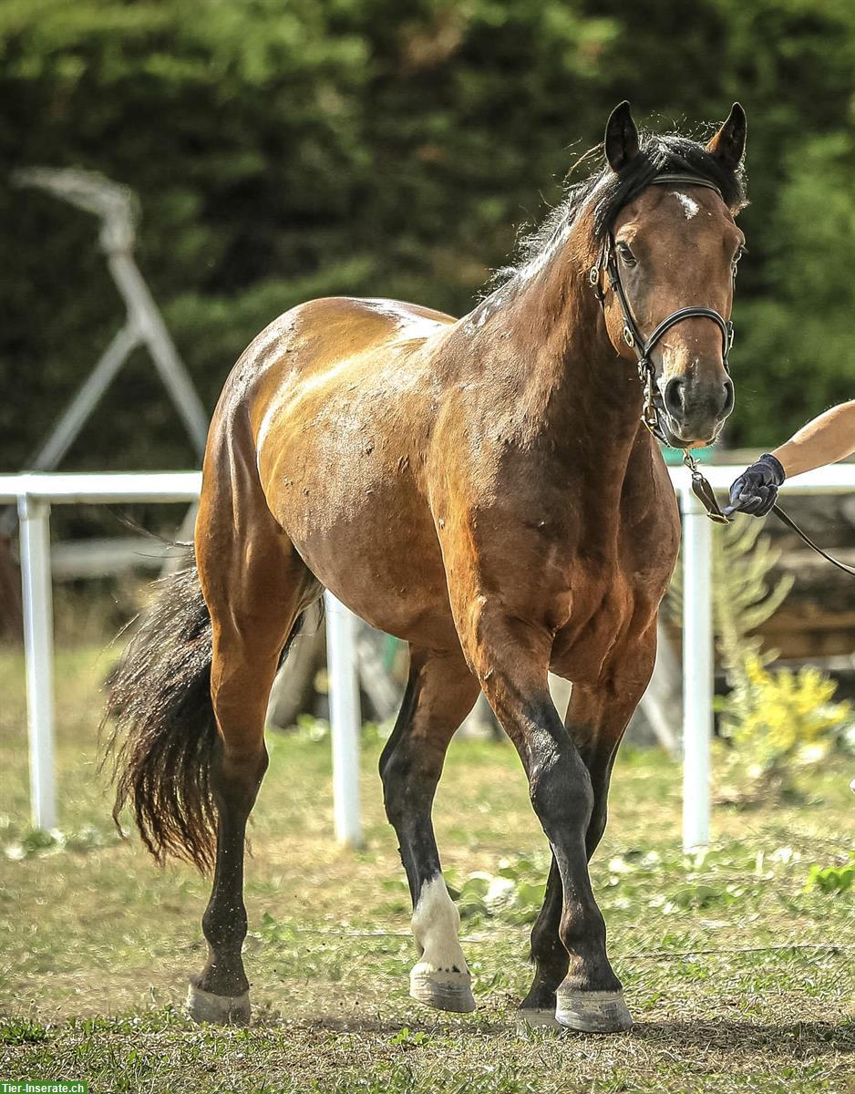 Bild 5: Connemara Pony, 4-jährig sucht neues Zuhause