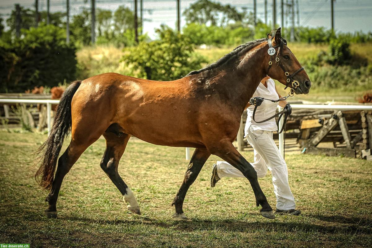 Bild 6: Connemara Pony, 4-jährig sucht neues Zuhause