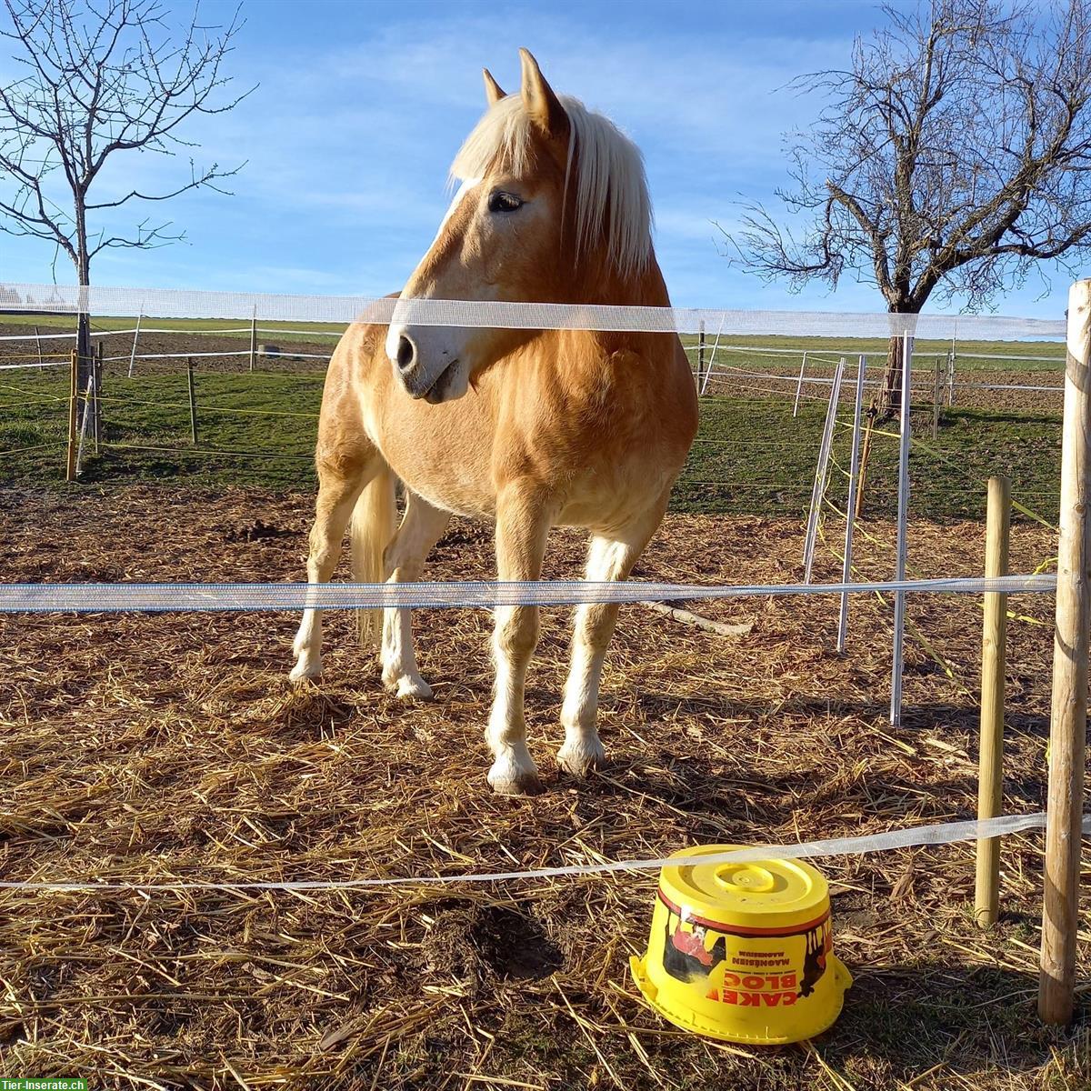 Bild 2: 13-jähriger Haflinger Wallach sucht neues Zuhause