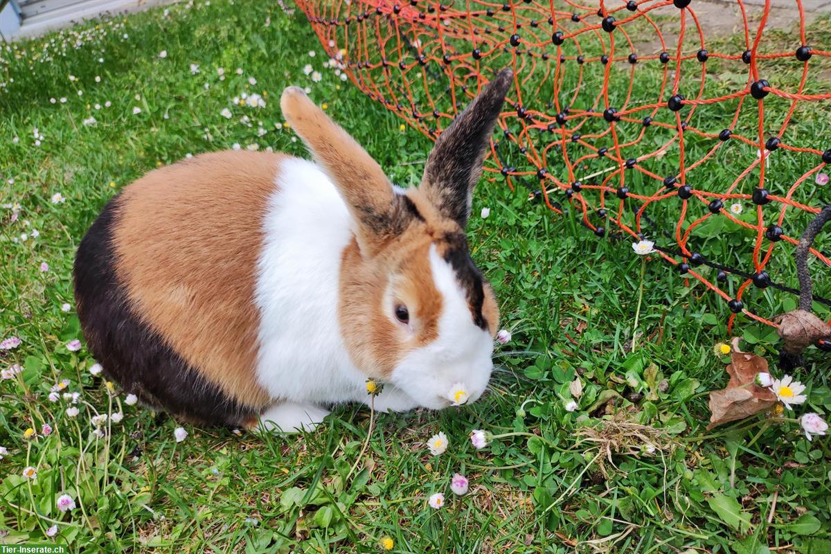 Holländer Kaninchen japanerfarben