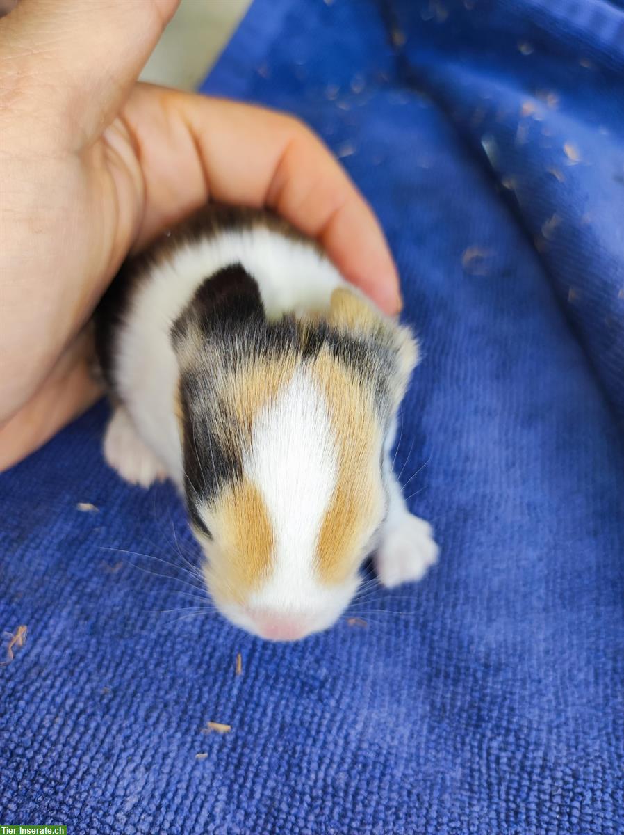 Bild 2: Holländer Kaninchen japanerfarben