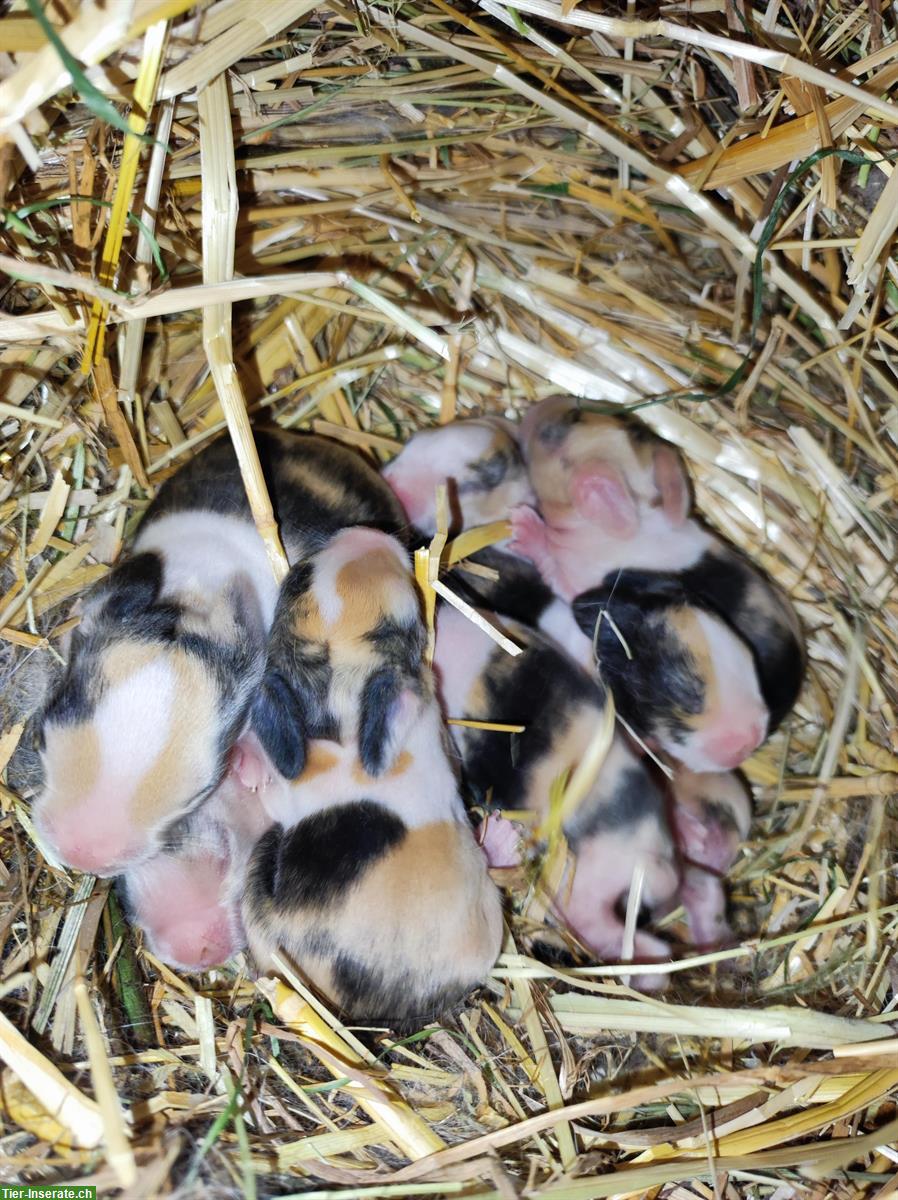 Bild 4: Holländer Kaninchen japanerfarben