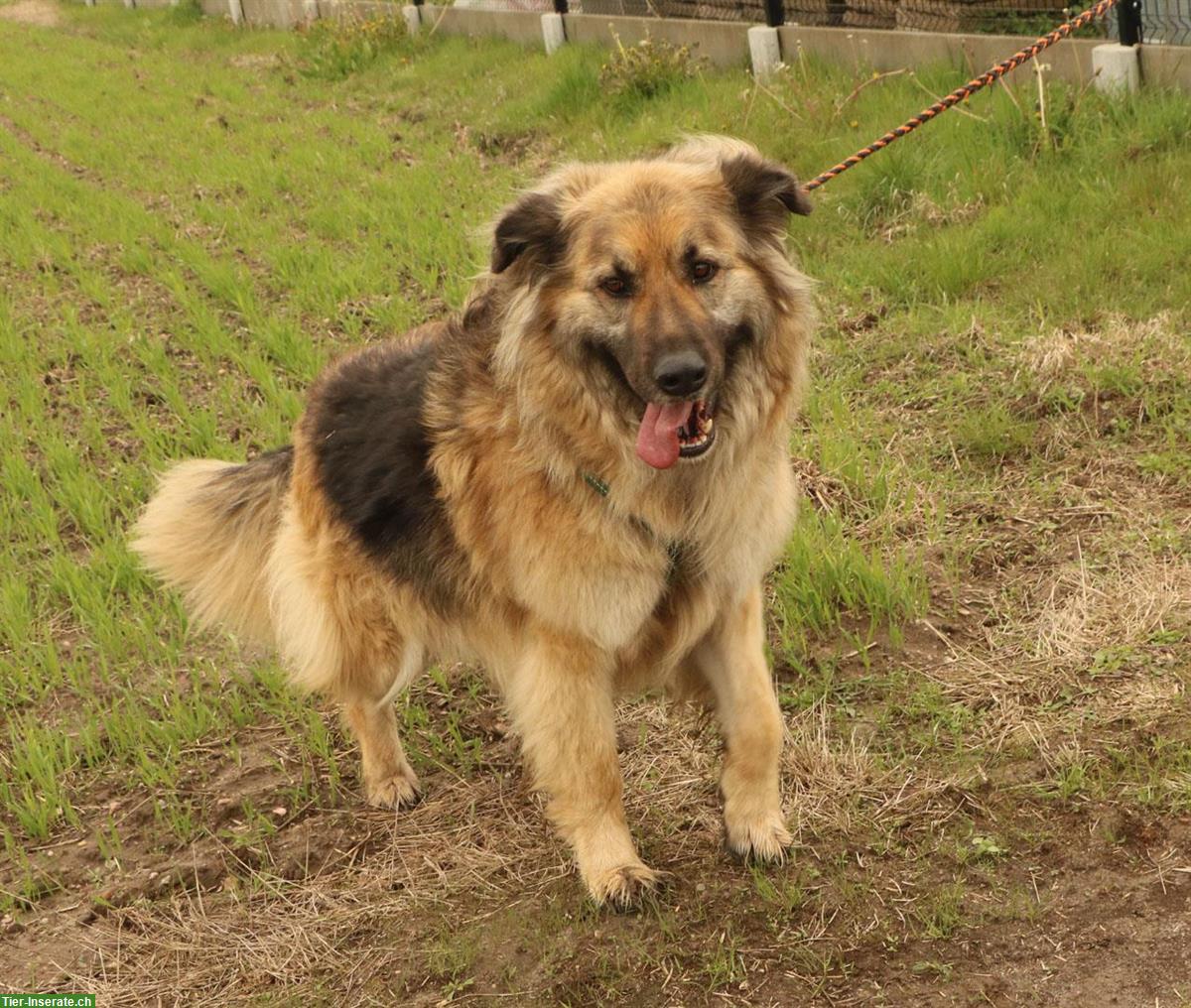 Rüde Larry, ca. 5-jährig, 70cm, ein lieber & freundlicher Hund